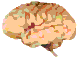 brain